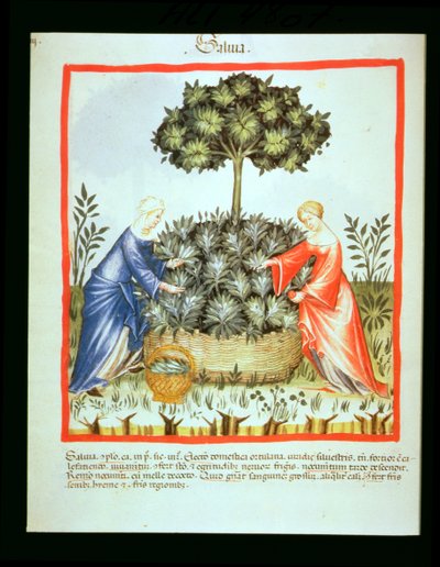 Nova 2644 fol.37v Salbei schneiden, aus Tacuinum Sanitatis von Italian School